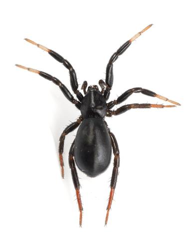 Drassyllus sp.
